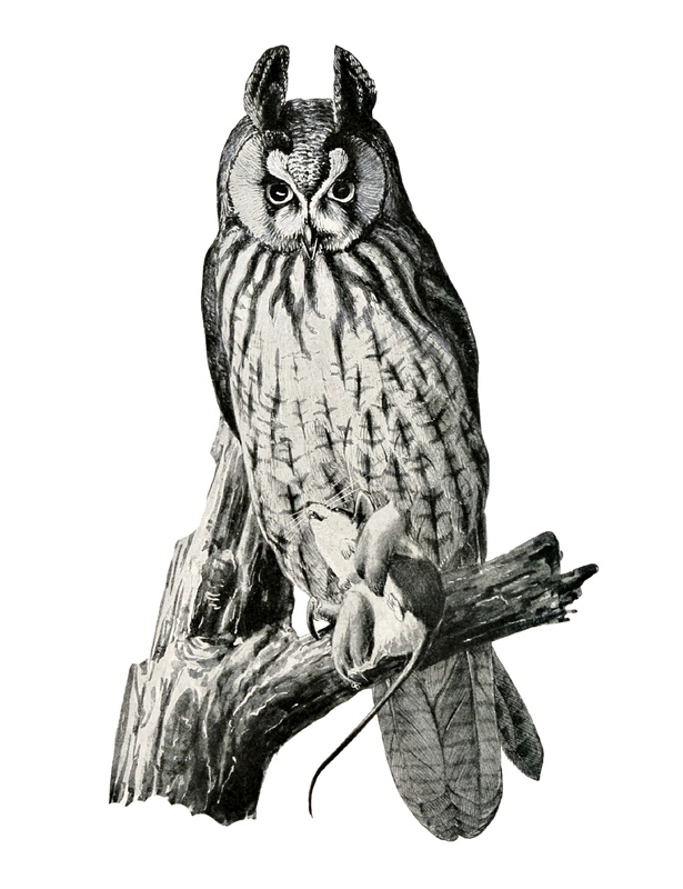 Detailed pencil drawing of a long-earred owl holding a mouse in its talons